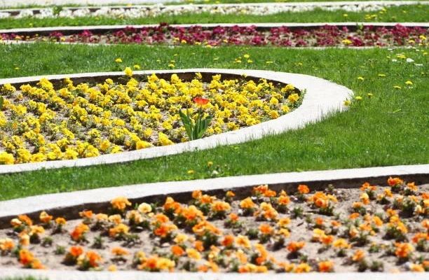 Професійне насіння квітів для рівних клумб